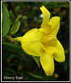 Carolina Jessamine